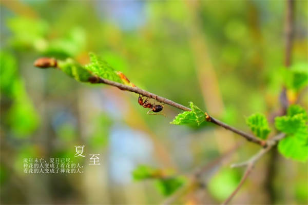 重阳节关爱老人寄语